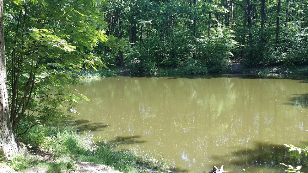 Staw w Lesie Kabackim